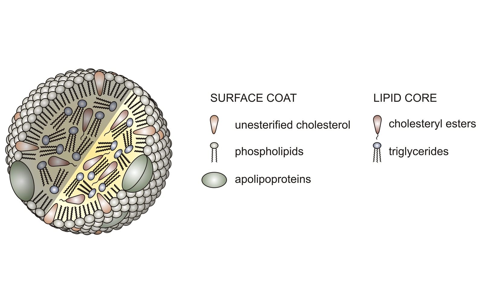 Labeled diagram of a lipoprotein particle: a surface coat of phospholipids, unesterified cholesterol and apolipoproteins around a lipid core of cholesteryl esters and triglycerides.